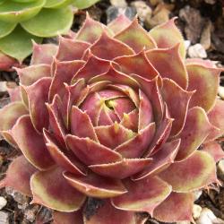 Sempervivum - Dachwurz - Hauswurz